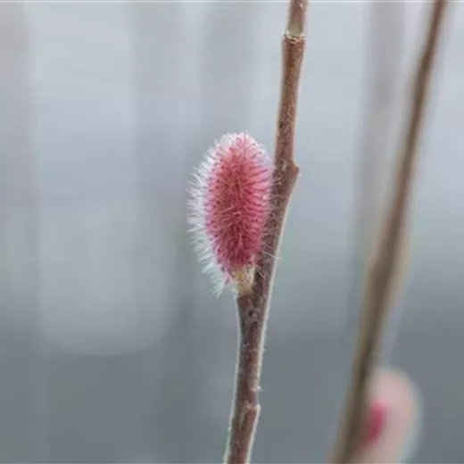 Salix gracilistyla 'Mount Aso'