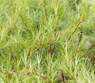 Salix rosmarinifolia