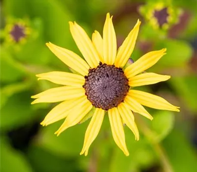 Rudbeckia fulgida sullivantii 'Goldsturm' Rudbeckia fulgida sullivantii 'Goldsturm'
