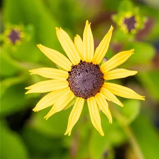 Rudbeckia fulgida sullivantii 'Goldsturm'