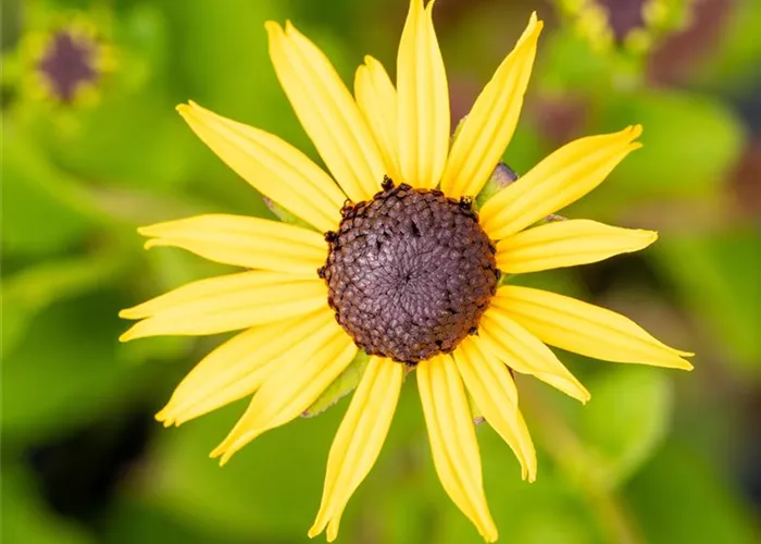 Rudbeckia fulgida sullivantii 'Goldsturm'