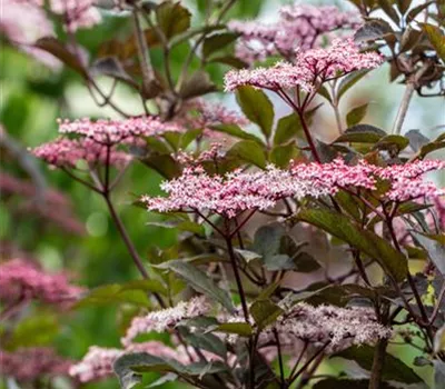 Sambucus nigra 'Black Beauty' -R-