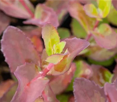 Sedum telephium 'Matrona' Sedum telephium 'Matrona'