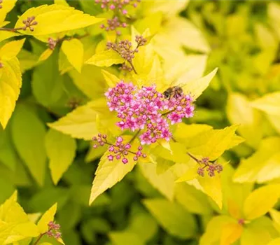 Spiraea japonica 'Golden Princess'