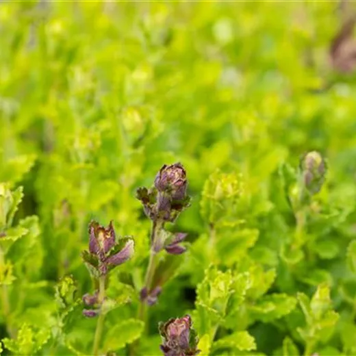 Teucrium chamaedrys