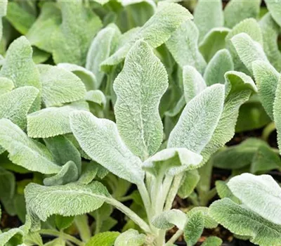 Stachys byzantina 'Silver Carpet' Stachys byzantina 'Silver Carpet'