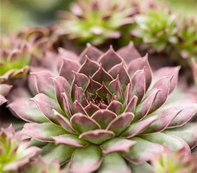 Sempervivum, grün-rote Rosetten