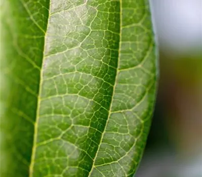 Viburnum davidii Viburnum davidii
