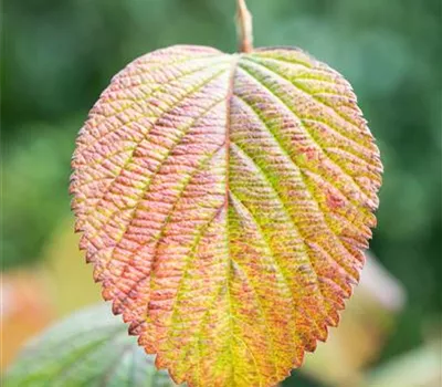 Viburnum plicatum 'Rotundifolium' Viburnum plicatum 'Rotundifolium'
