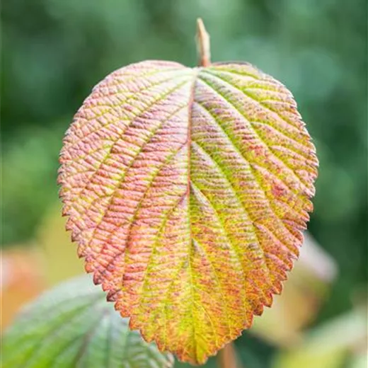 Viburnum plicatum 'Rotundifolium' Viburnum plicatum 'Rotundifolium'