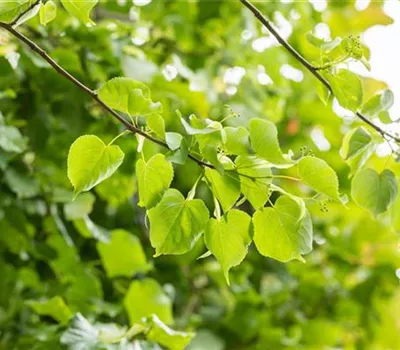 Tilia cordata 'Greenspire' Tilia cordata 'Greenspire'