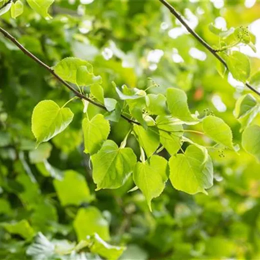 Tilia cordata 'Greenspire'