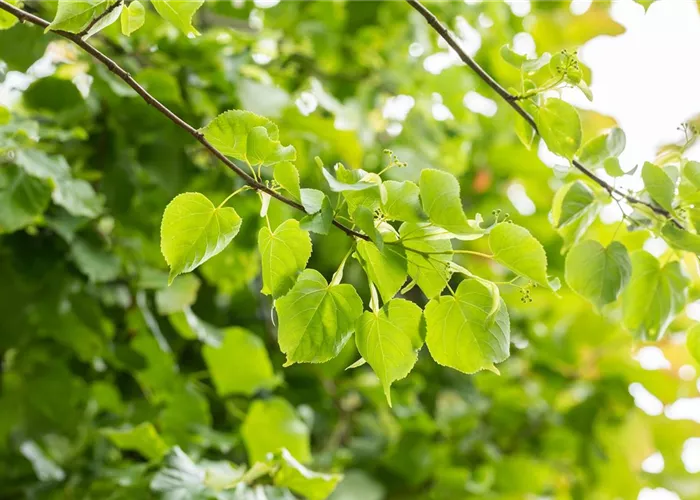 Tilia cordata 'Greenspire'