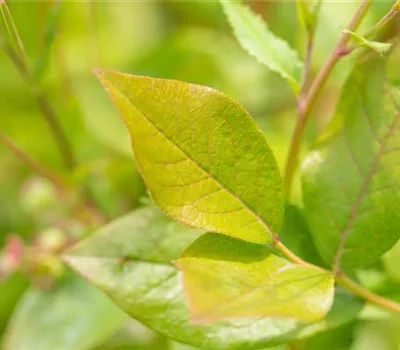 Vaccinium corymb.'Patriot' CAC