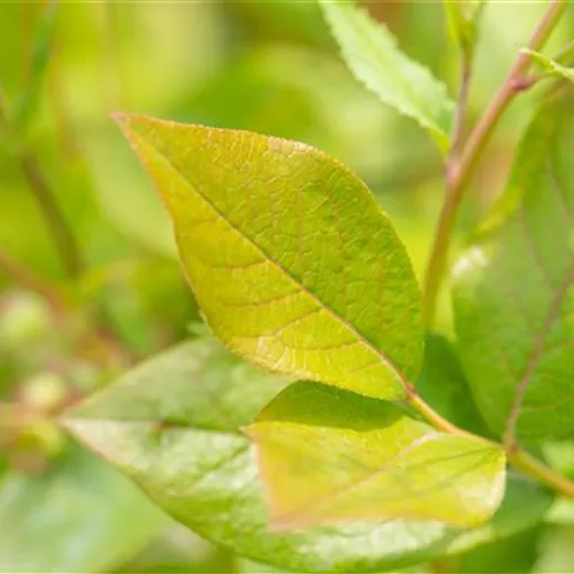 Vaccinium corymb.'Patriot' CAC