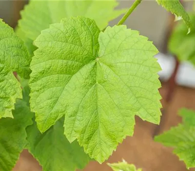 Vitis "Venus" dunkelblau, kernlos Vitis "Venus" dunkelblau, kernlos