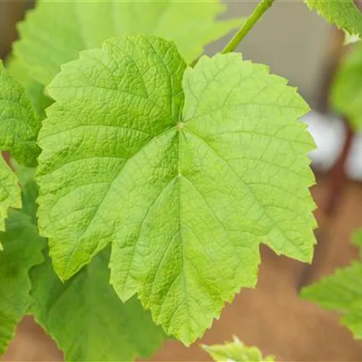 Vitis "Venus" dunkelblau, kernlos