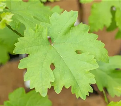 Vitis vinifera "Talizman"