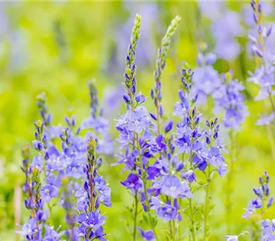 Veronica teucrium 'Royal Blue'