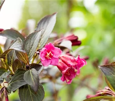 Weigela florida 'Alexandra' -S-