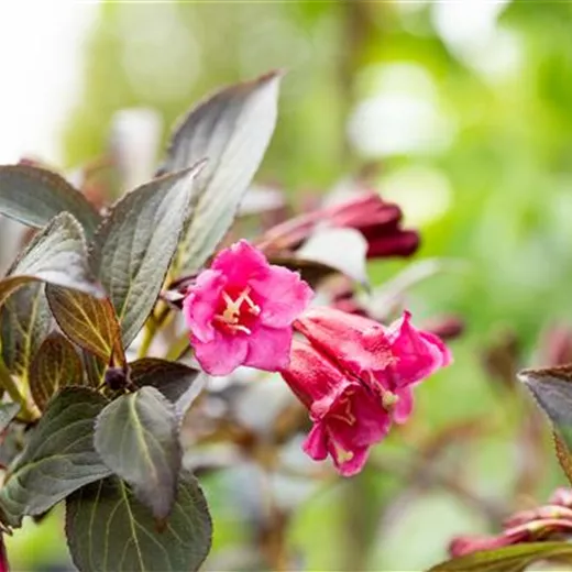 Weigela florida 'Alexandra' -S-