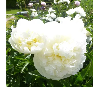 Paeonia lactiflora 'Festiva Maxima'