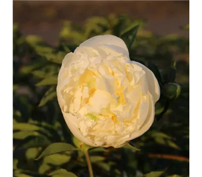 Paeonia lactiflora 'Duchesse de Nemours' Paeonia lactiflora 'Duchesse de Nemours'