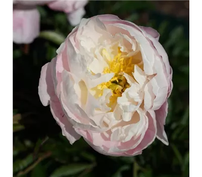 Paeonia x hybr.'Miss America' Paeonia x hybr.'Miss America'