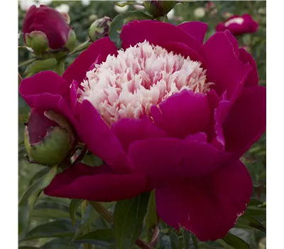 Paeonia x lactiflora 'White Cap' Paeonia x lactiflora 'White Cap'