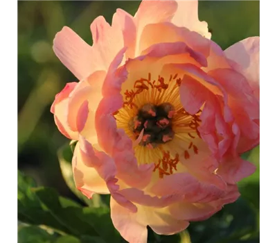 Paeonia x hybr.'Coral Sunset' Paeonia x hybr.'Coral Sunset'