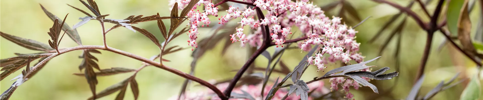 Sambucus nigra 'Black Lace'(s)
