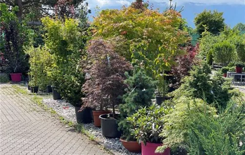 Sträucher kaufen bei Garten Sauer in Murnau
