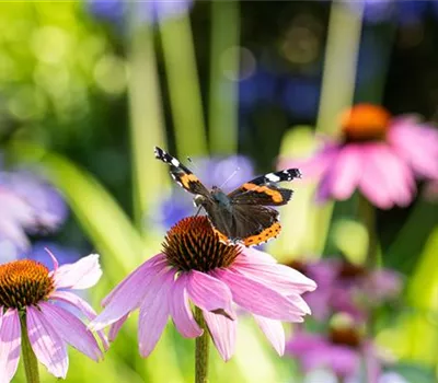 Die 10 schönsten Sommerblumen für den Garten Die 10 schönsten Sommerblumen für den Garten
