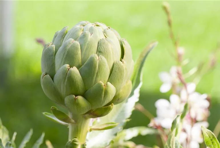 Cynara scolymus Cynara scolymus