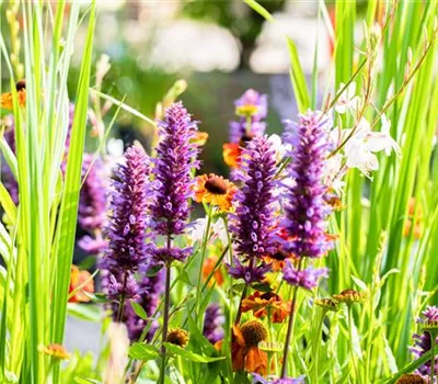 Die schönsten Pflanzen für trockene Standorte Die schönsten Pflanzen für trockene Standorte