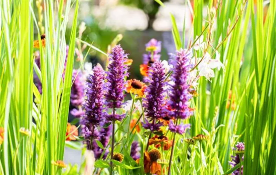 Die schönsten Pflanzen für trockene Standorte Die schönsten Pflanzen für trockene Standorte