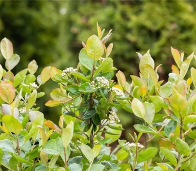 Aronia melanocarpa Aronia melanocarpa