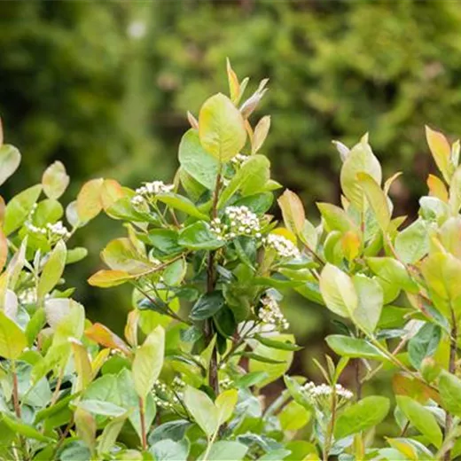 Aronia melanocarpa