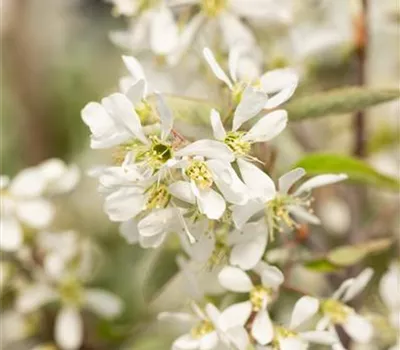 Amelanchier 'Rainbow Pillar' -R-