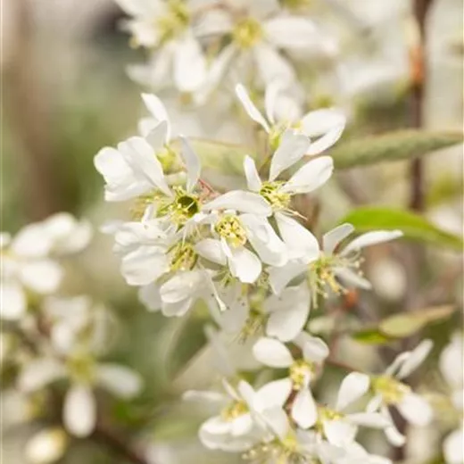 Amelanchier 'Rainbow Pillar' -R-