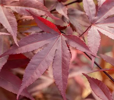 Acer palmatum 'Fireglow' Acer palmatum 'Fireglow'