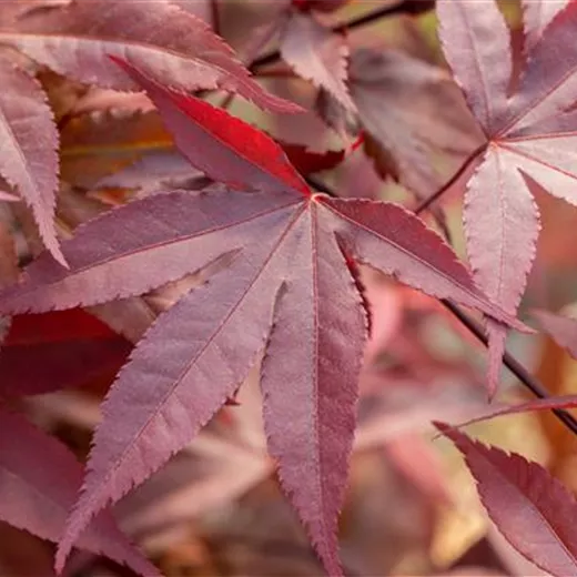 Acer palmatum 'Fireglow' Acer palmatum 'Fireglow'