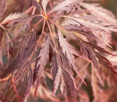 Acer palmatum 'Inaba-shidare' Acer palmatum 'Inaba-shidare'