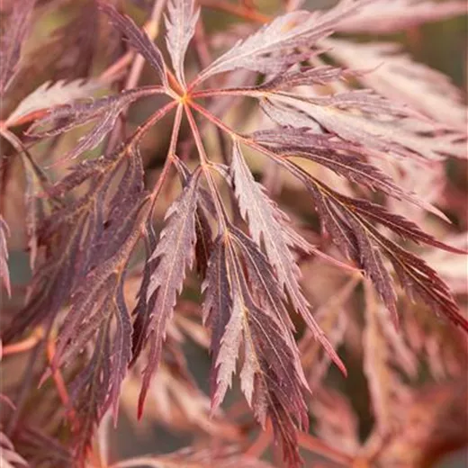 Acer palmatum 'Inaba-shidare'