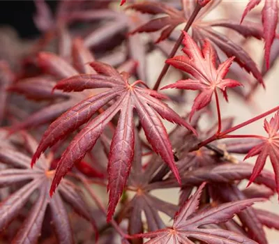 Acer palmatum 'Trompenburg'