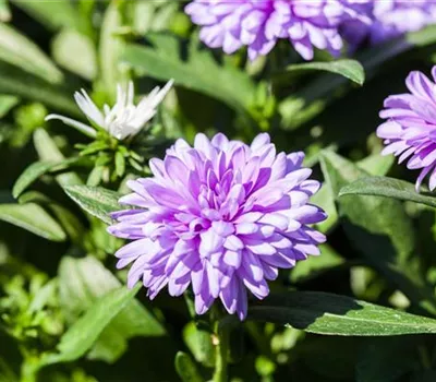 Aster novi-belgii
