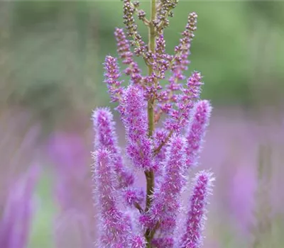 Astilbe chinensis var.pumila, veg. Astilbe chinensis var.pumila, veg.