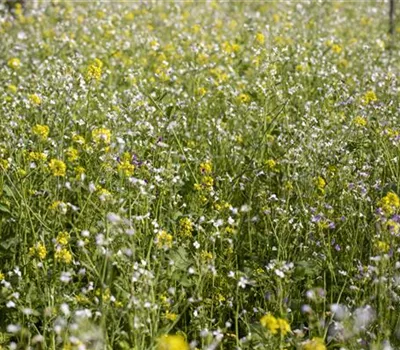 Mit einer Gründüngung zum gesunden Garten Mit einer Gründüngung zum gesunden Garten