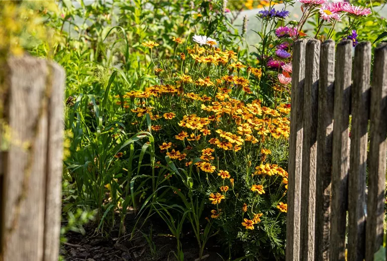 Tagetes tenuifolia