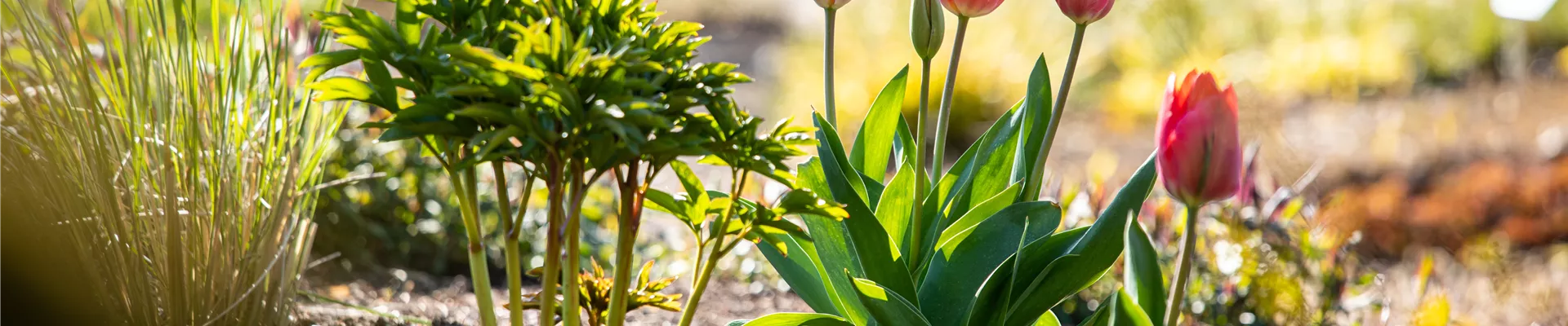 Tulipa, rosa Tulipa, rosa